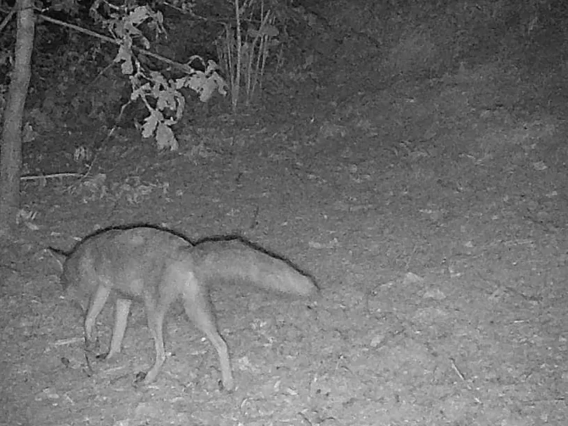Wildkamera: Fuchs